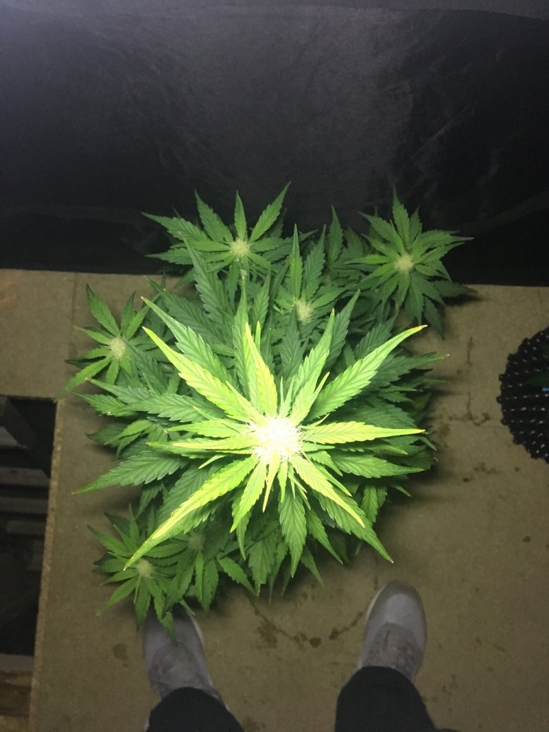 2l Seed Stockers Auto Grow - 2018