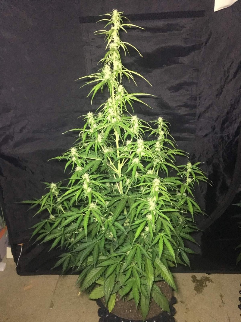 2l Seed Stockers Auto Grow - 2018