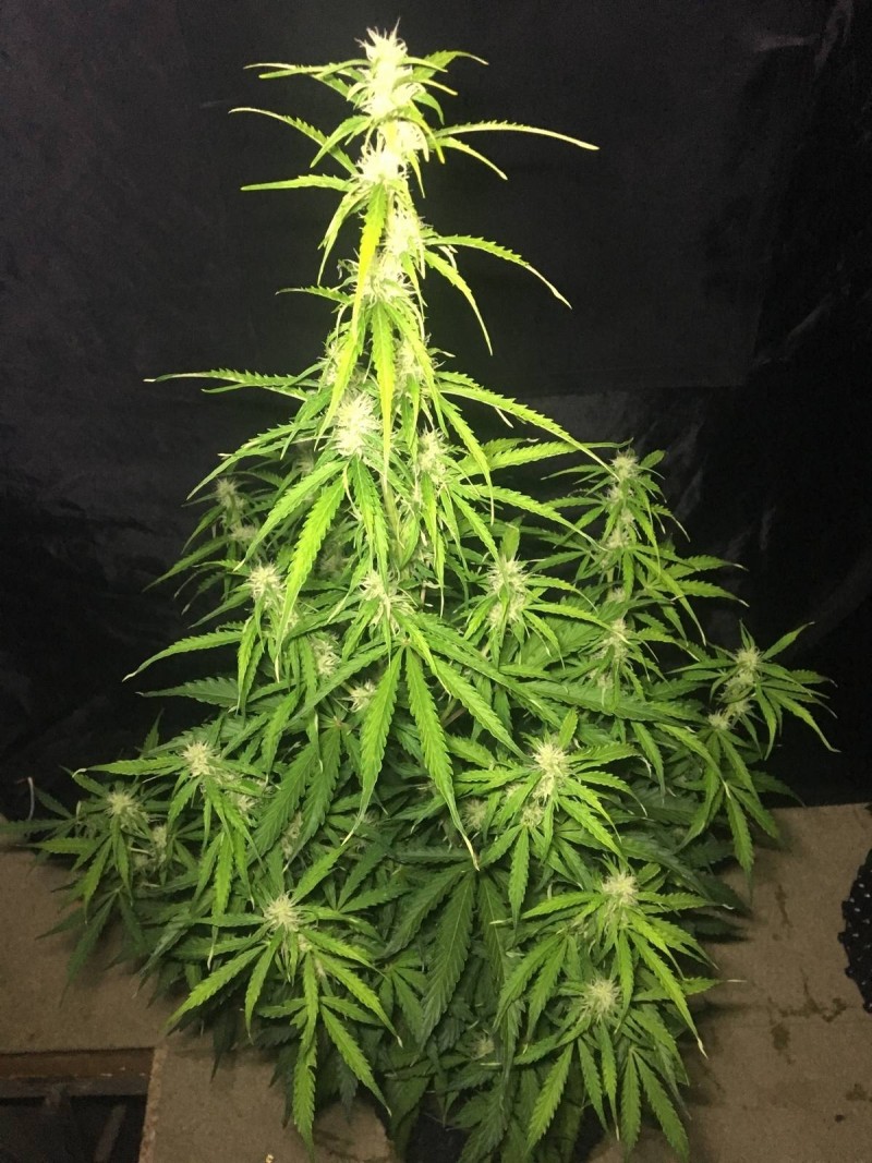 2l Seed Stockers Auto Grow - 2018