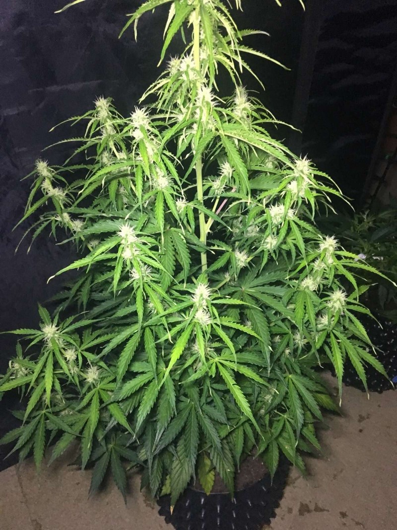 2l Seed Stockers Auto Grow - 2018