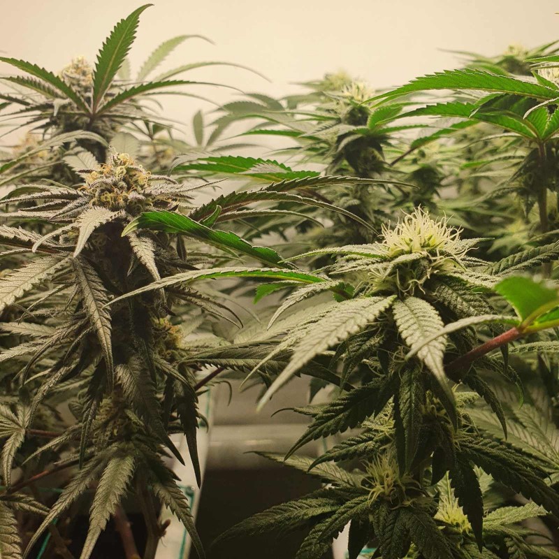 Wedding Cake/Blueberry Cookies