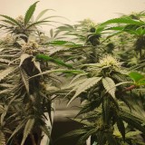 Wedding Cake/Blueberry Cookies