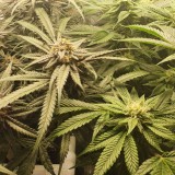 Wedding Cake / Blueberry Cookies