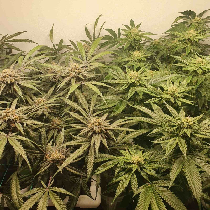 Wedding Cake / Blueberry Cookies