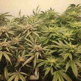Wedding Cake / Blueberry Cookies