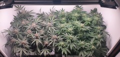 Wedding Cake / Blueberry Cookies