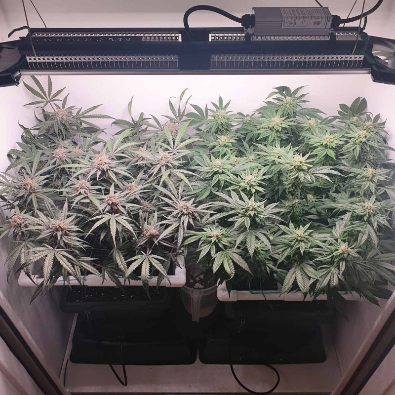 Wedding Cake / Blueberry Cookies