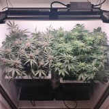 Wedding Cake / Blueberry Cookies