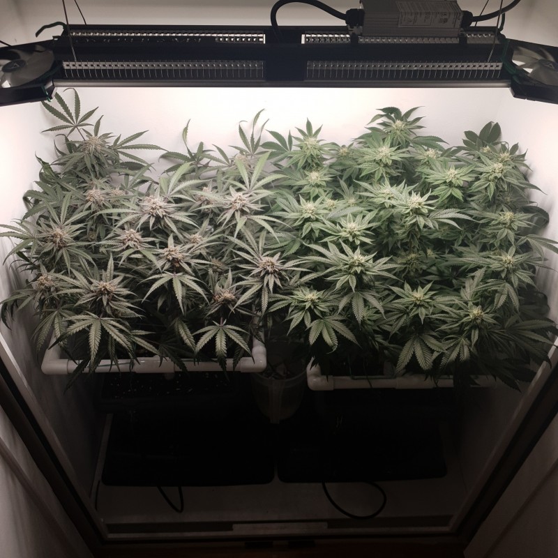 Wedding Cake / Blueberry Cookies
