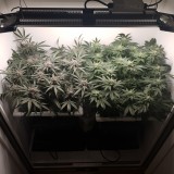 Wedding Cake / Blueberry Cookies
