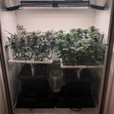 Wedding Cake / Blueberry Cookies
