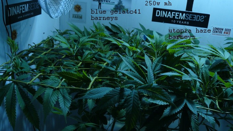 drobes 01 03 22 001