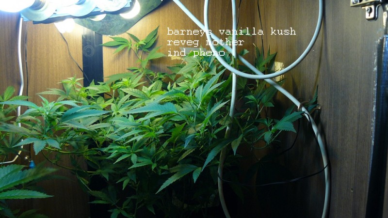 drobes 01 03 22 014