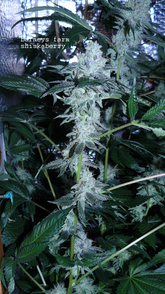 drobes 01 03 22 027