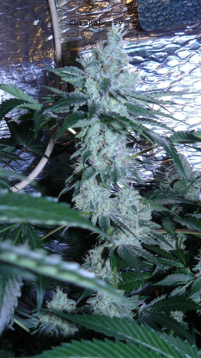 drobes 01 03 22 029