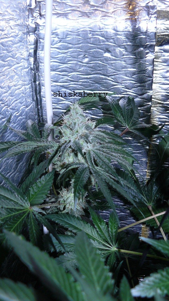 drobes 01 03 22 030