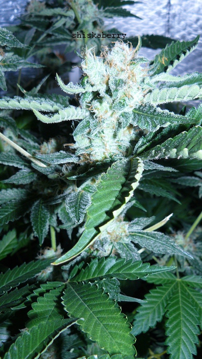 drobes 01 03 22 031