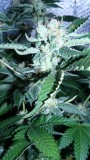drobes 01 03 22 031