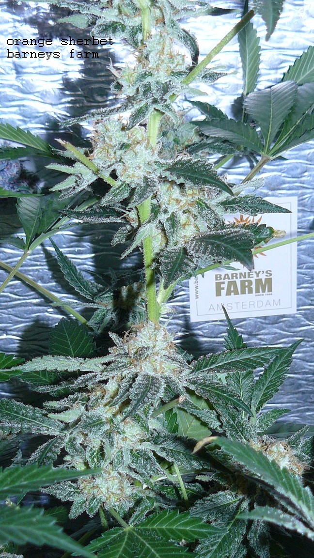 drobes 01 03 22 033