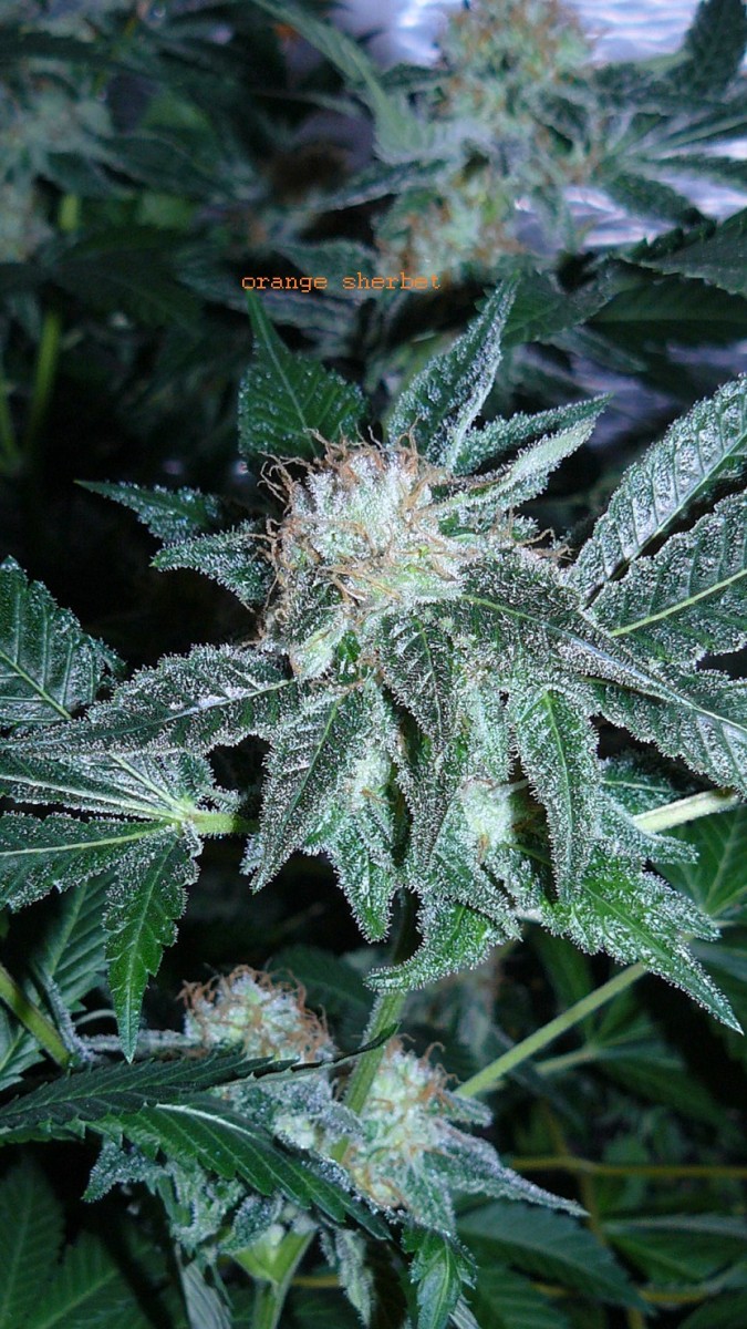 drobes 01 03 22 035