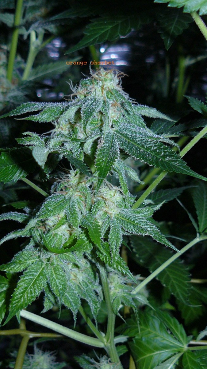 drobes 01 03 22 036