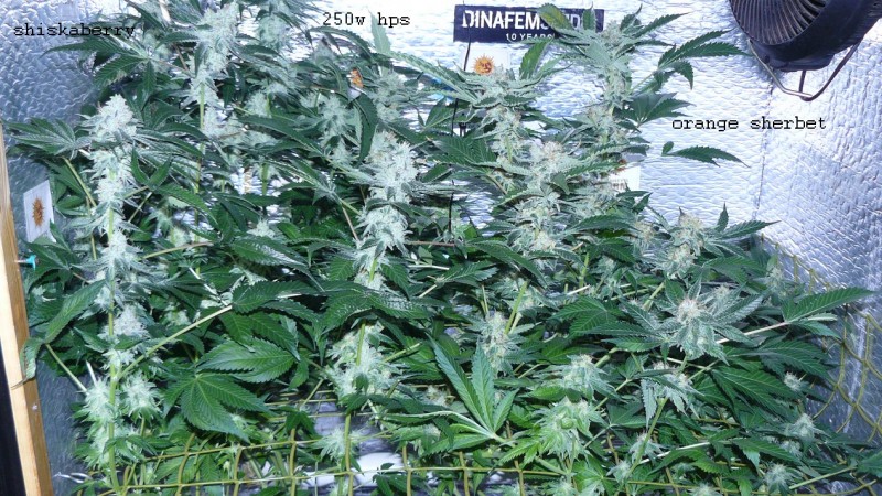 drobes 01 03 22 037