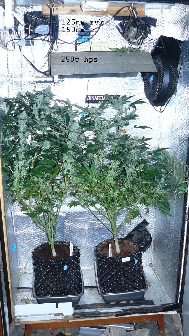 drobes 01 03 22 043