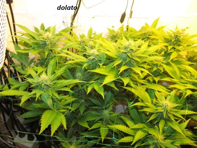 w3 bloom (1)