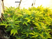 w3 bloom (1)