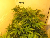 w3 bloom (2)