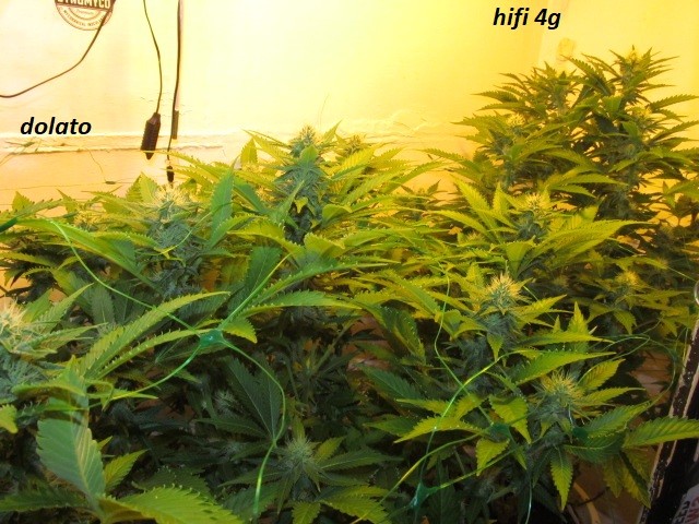 w3 bloom (3)