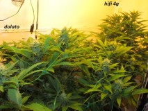w3 bloom (3)
