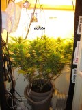w3 bloom (4)