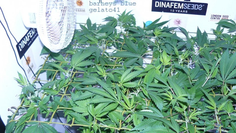 drobes 04 03 22 001
