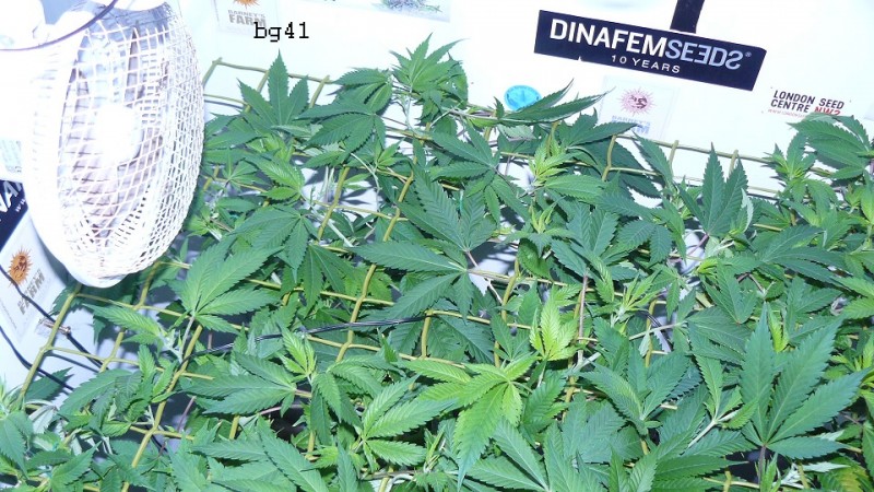 drobes 04 03 22 007