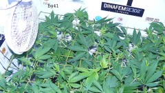 drobes 04 03 22 007