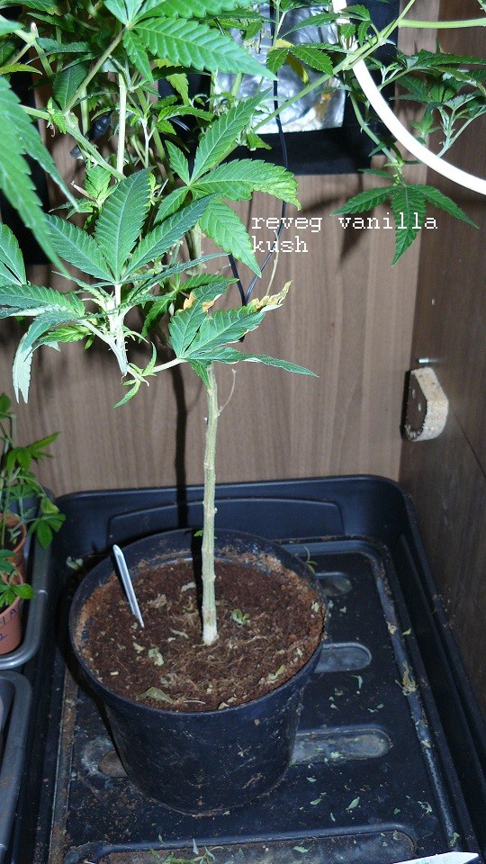 drobes 04 03 22 014