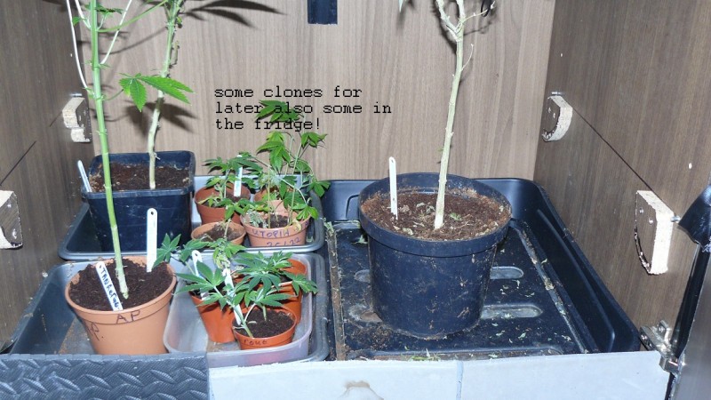 drobes 04 03 22 018