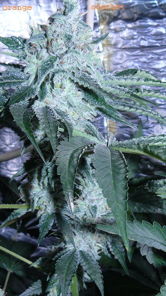 drobes 04 03 22 026