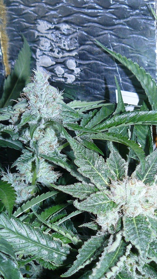 drobes 04 03 22 028