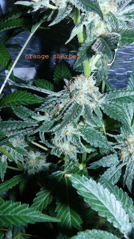 drobes 04 03 22 034