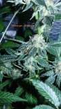drobes 04 03 22 034