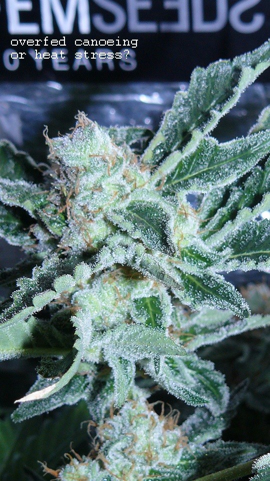 drobes 04 03 22 038