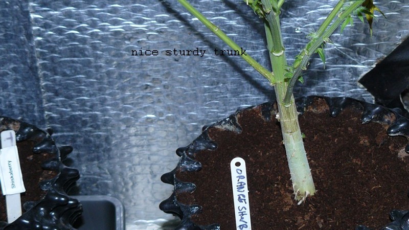 drobes 04 03 22 039