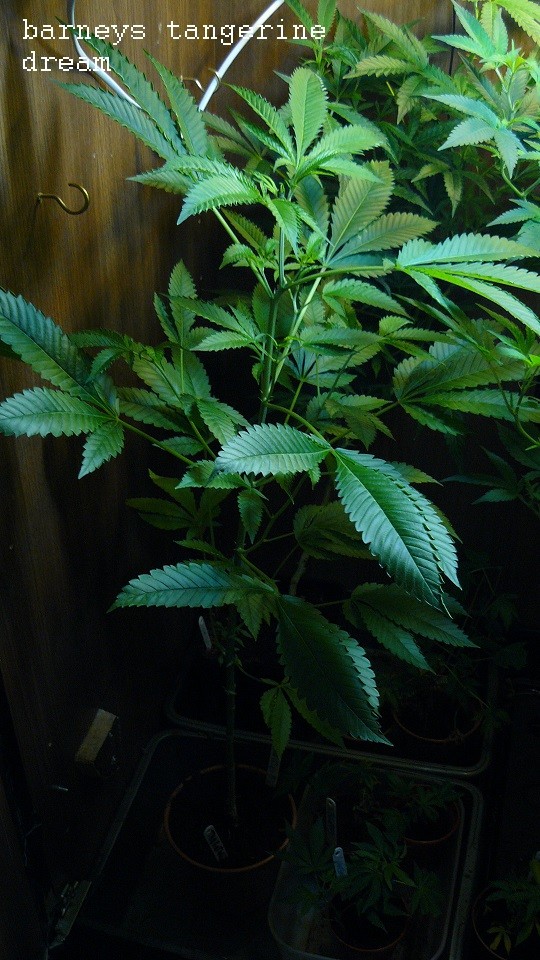 drobes 07 03 22 015