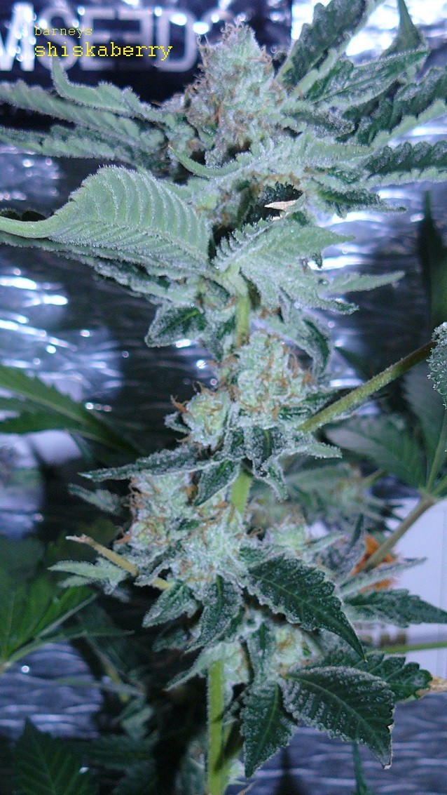 drobes 07 03 22 020