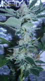 drobes 07 03 22 020