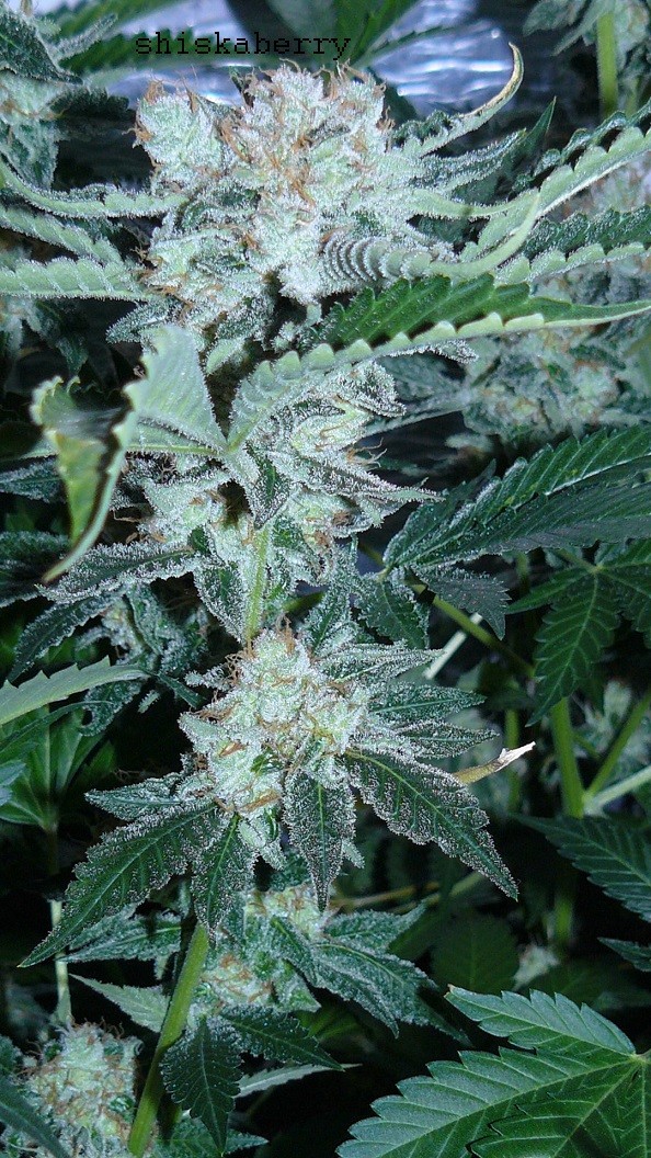 drobes 07 03 22 021