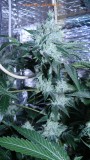 drobes 07 03 22 029