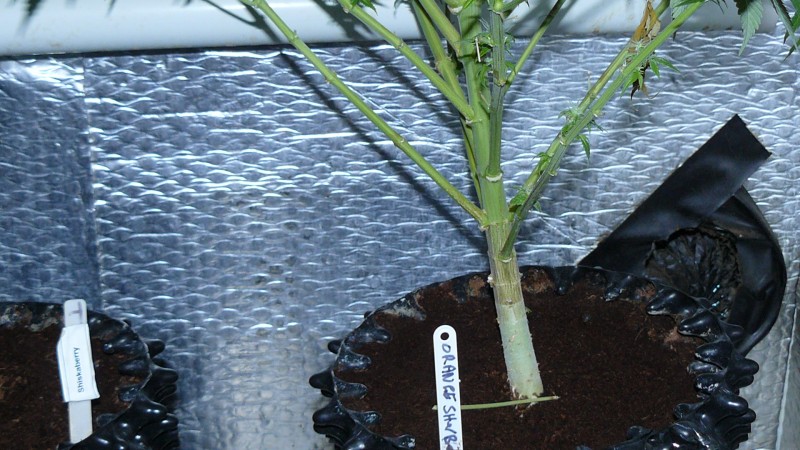 drobes 07 03 22 034